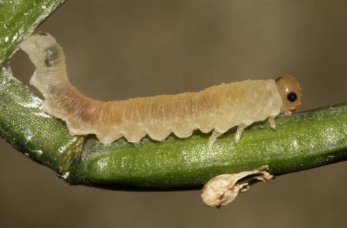 Réf. 298 564 : Macrophya ribis